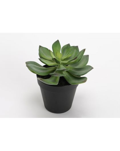 Echeveria Cuspidata Pot H16 Cm, Taille 0X0X16 Cm